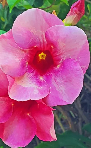 Photo of the Day: Shining Star